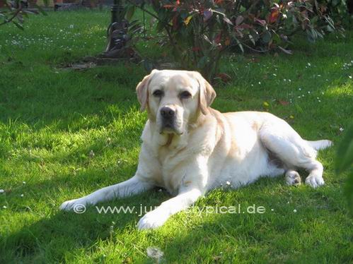 Balu
