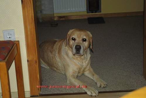Balu