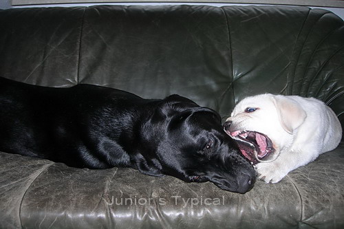 Bini und Shadow