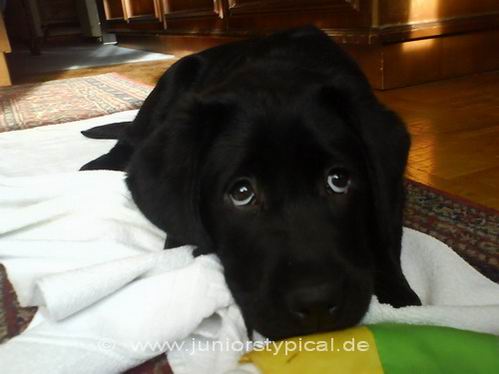Kalle