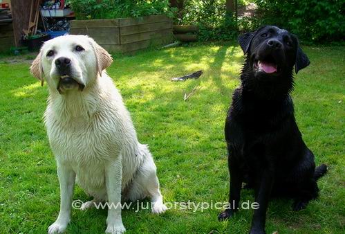 Merlin und Sina