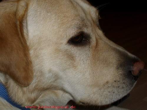 Willy 