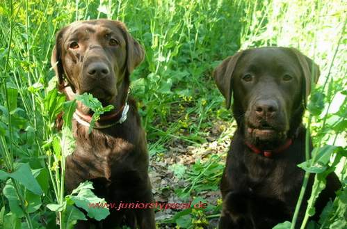 Polly und Hazel