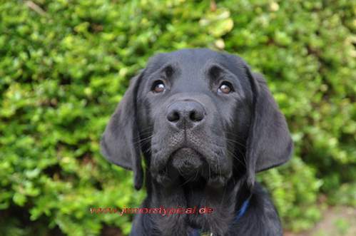 Hannes