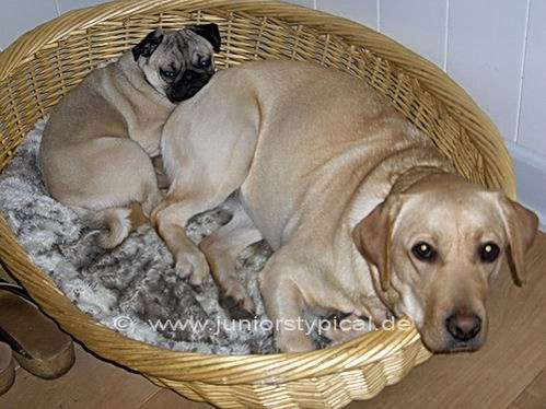 Penny und Rosa