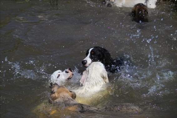 Welpen schwimmen