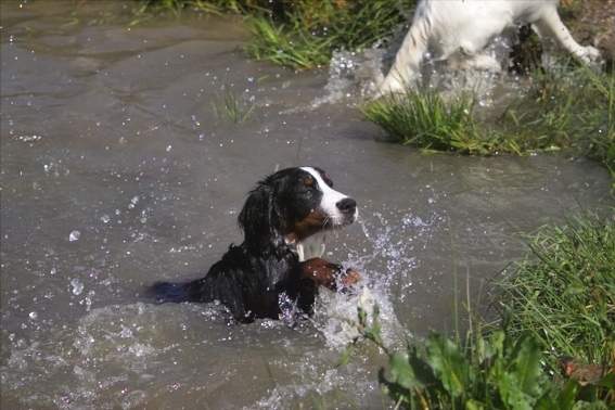 Schwimmen