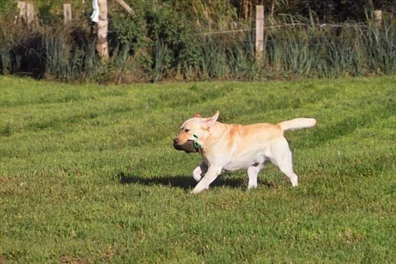 Balu