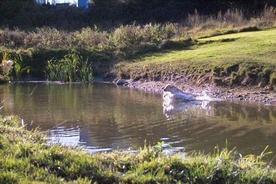 Wassersprung