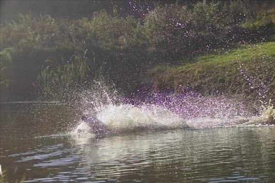 Wassersprung