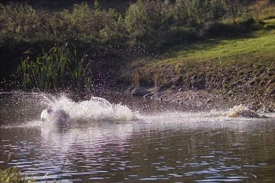 Wassersprung
