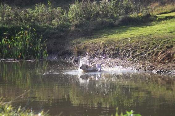 Wassersprung