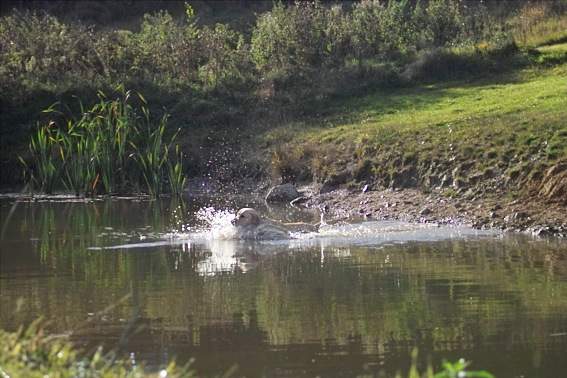 Wassersprung