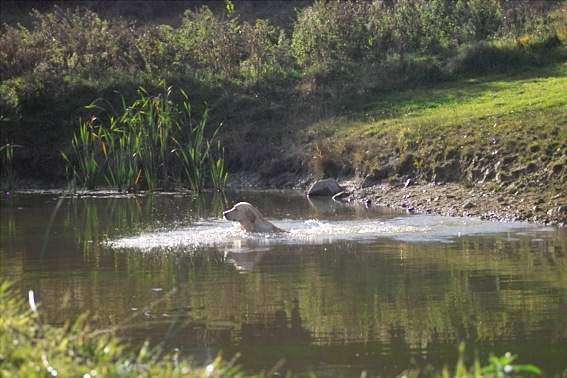 Wassersprung