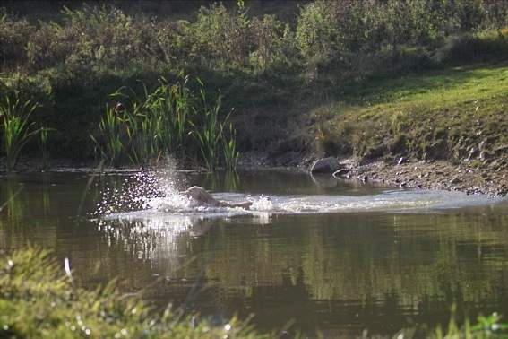 Wassersprung