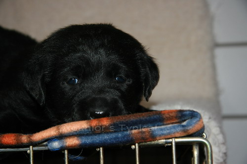 Trudy