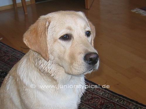 Jonka