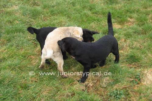 Luna Pepe und Nelly 