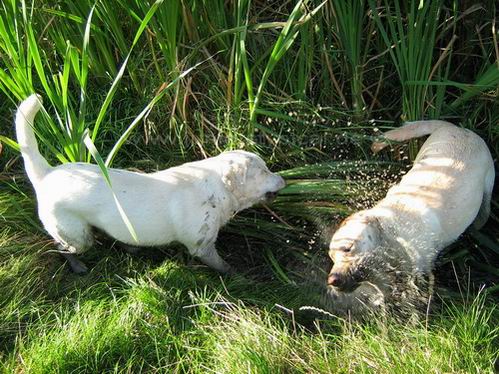 Linus und Theo