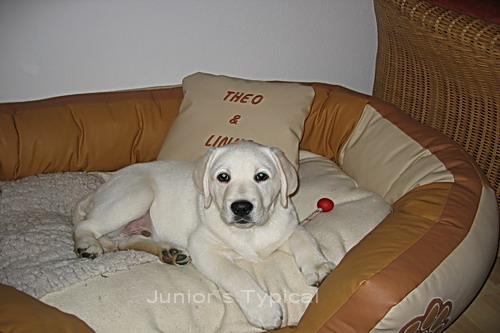Linus