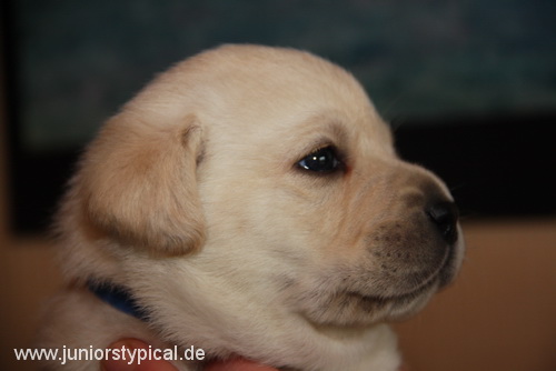 Leland