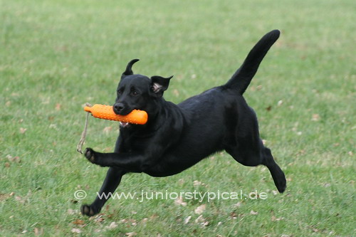 Trudy