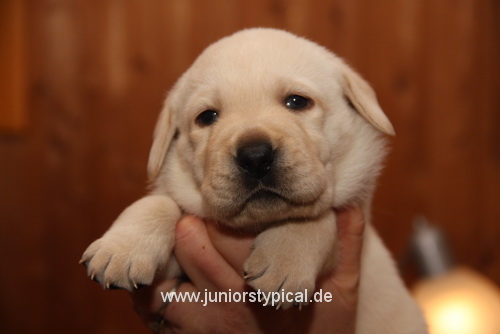 Jamil