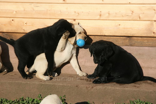 Welpen mir Ball