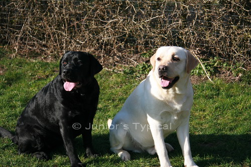 Thor und Sugar