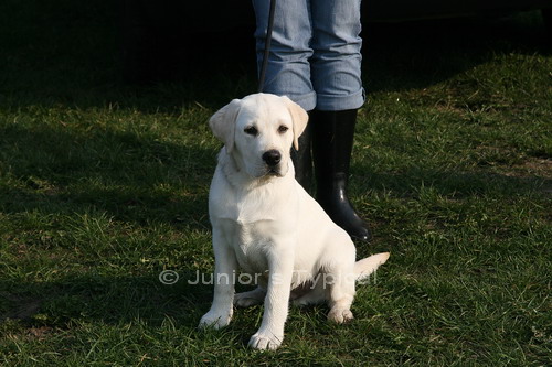 Merlin