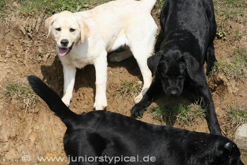 Welpen
