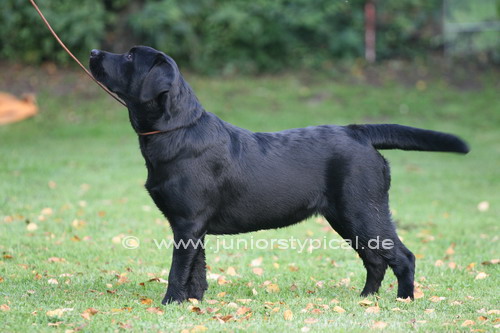 Trudy