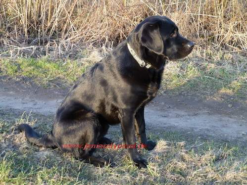 Hannes