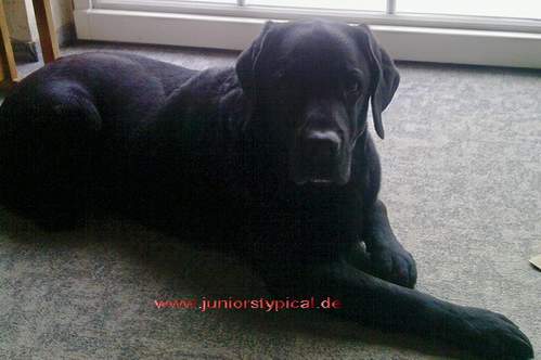 Barney
