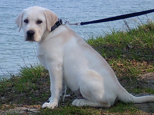 Merlin