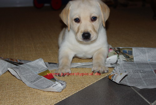 Willy