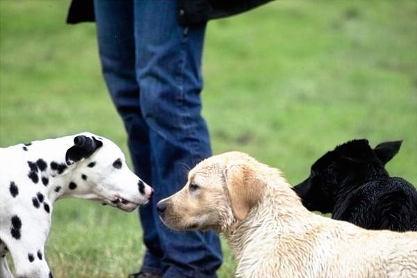 Alix und Freunde