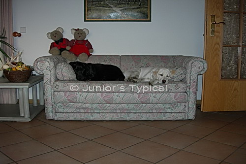 Bini und Shadow