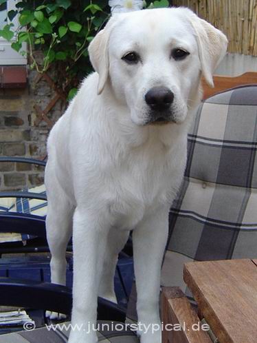 Rufus
