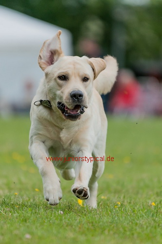 Balu
