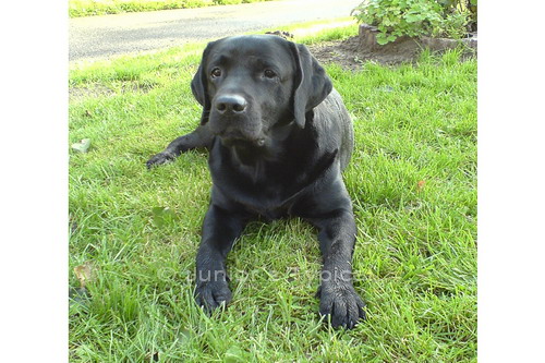 Barney